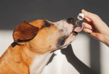 How Long for Cbd to Kick in for Dogs