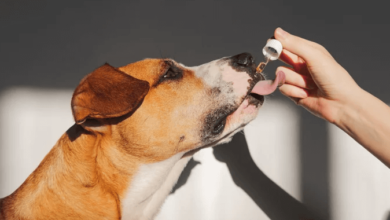 How Long for Cbd to Kick in for Dogs