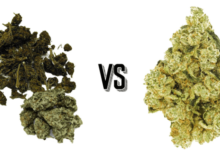 What Does Cbd Look Like Vs Weed