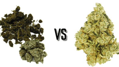 What Does Cbd Look Like Vs Weed