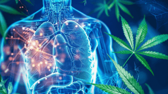 Is Cbd Bad for the Liver