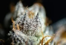 cbd and cbn comparison