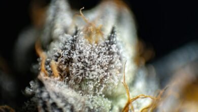 cbd and cbn comparison