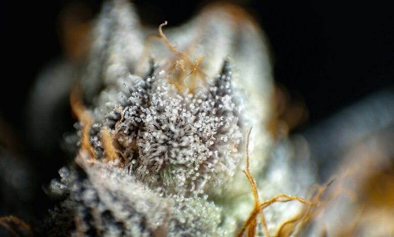 cbd and cbn comparison