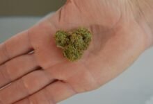 cbd and relapse concerns