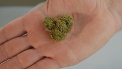 cbd and relapse concerns