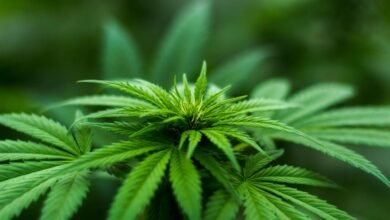 cbd benefits for intimacy