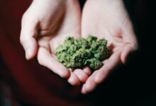 cbd compared to weed