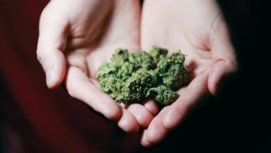 cbd compared to weed