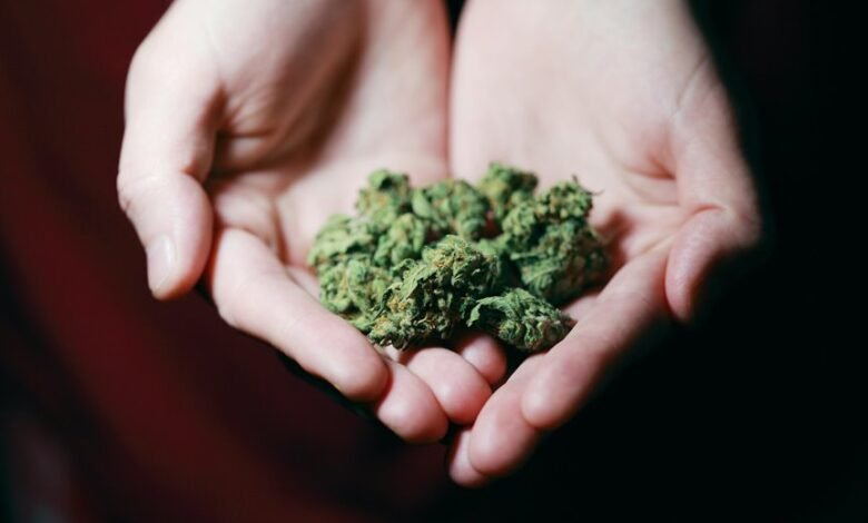 cbd compared to weed