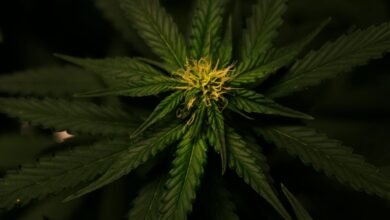 cbd differs from weed