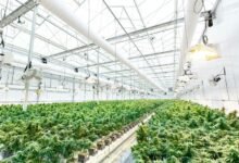 cbd flower system duration