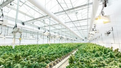 cbd flower system duration