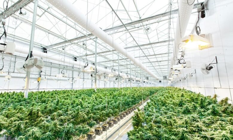 cbd flower system duration