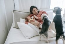 cbd safety for dogs