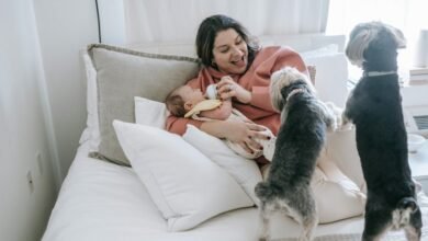 cbd safety for dogs