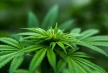 cbd thc urine detection time