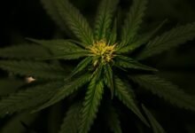 cbd weed odor comparison