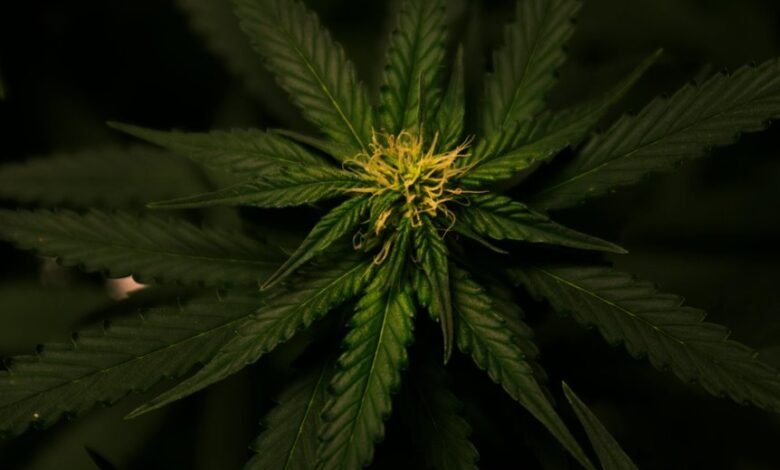 cbd weed odor comparison