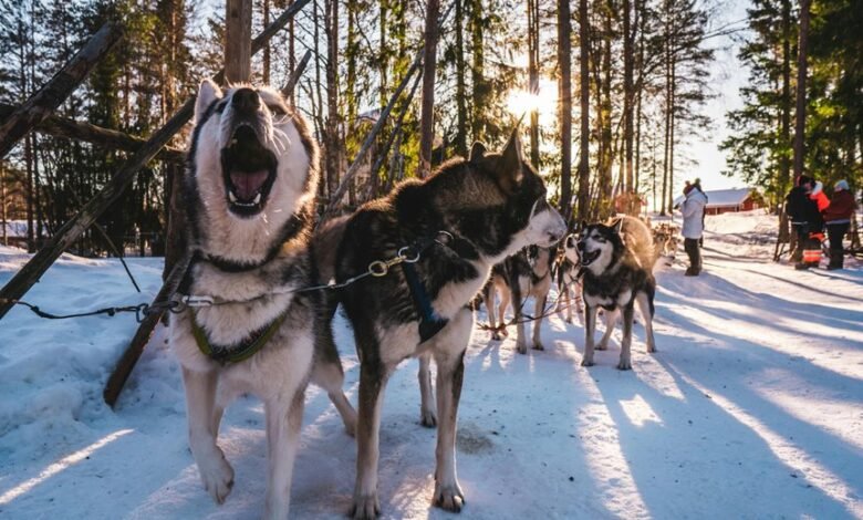 human cbd for dogs