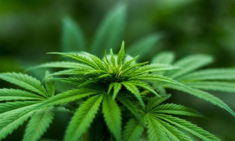 teen cbd usage concerns