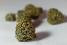 thc versus cbd for pain