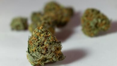 thc versus cbd for pain