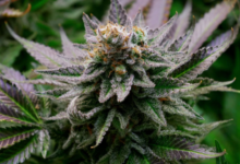 The Role of a Cannabis Marketing Agency in SEO Success