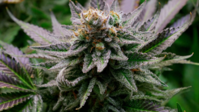 The Role of a Cannabis Marketing Agency in SEO Success