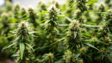 How Cannabis for Chronic Pain Reduces Flare Frequency and Intensity