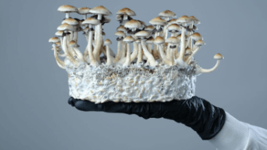 Magic Mushroom Tolerance: How It Works and When to Take a Break