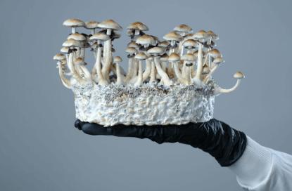 Magic Mushroom Tolerance: How It Works and When to Take a Break