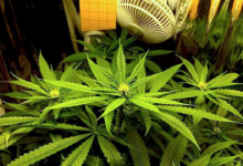 Old Cannabis Isn't Weaker, It's Different: What Actually Happens as Flower Ages