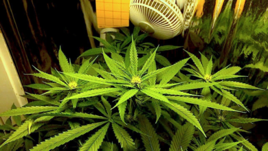 Old Cannabis Isn't Weaker, It's Different: What Actually Happens as Flower Ages
