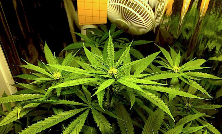 Old Cannabis Isn't Weaker, It's Different: What Actually Happens as Flower Ages