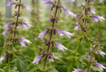 How to Evaluate Salvia Divinorum Listings: Species Identity, Product Form and Supplier Transparency