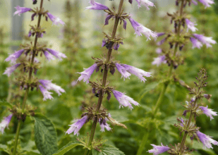 How to Evaluate Salvia Divinorum Listings: Species Identity, Product Form and Supplier Transparency