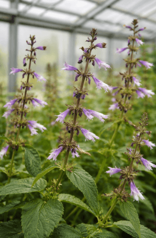 How to Evaluate Salvia Divinorum Listings: Species Identity, Product Form and Supplier Transparency